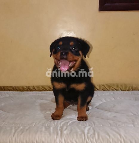 Animo - Femelle Rottweiler 