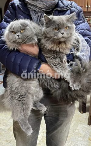 Animo - scottish fold longhair 