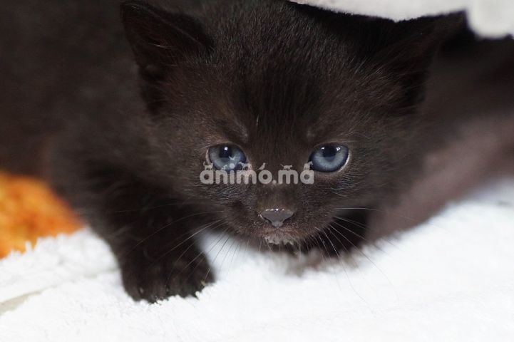 Animo - Jolie chaton noir pour adoption