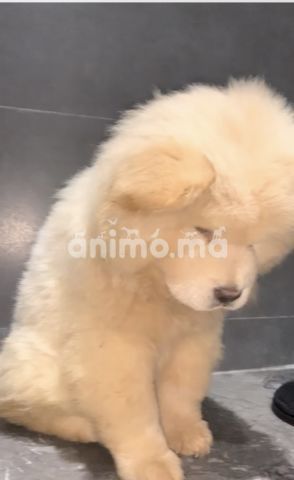 Animo - chow chow femmelle 