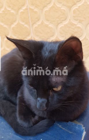 Animo - Chat Disparu