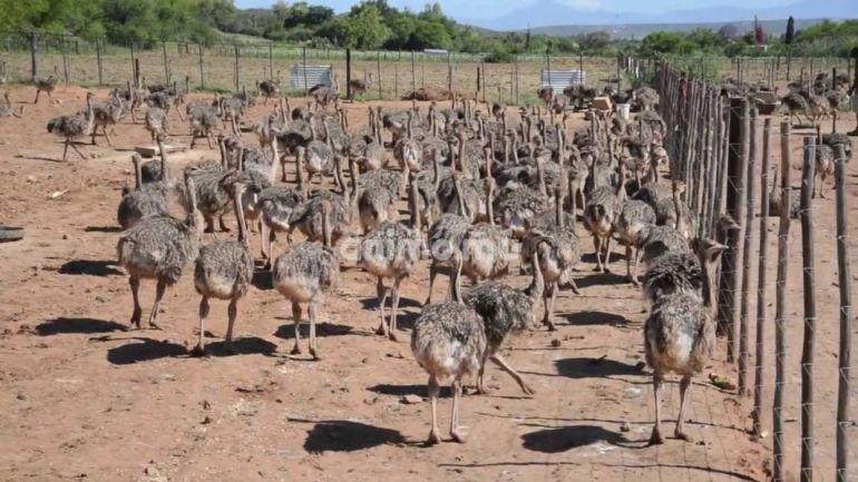 Animo - Poussins, œufs et plumes d'autruche à vendre