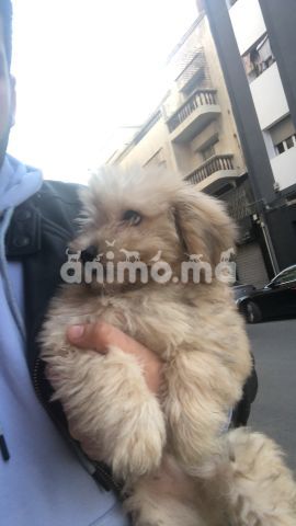 Animo - Très beau bichon a vendre