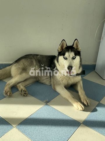 Animo - Chien husky 2 ans 5 mois