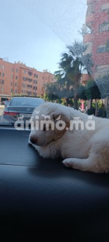 Animo - golden retriver 