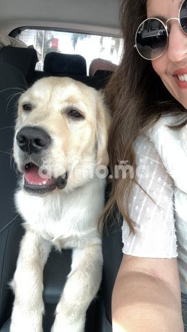 Animo - Golden retriever