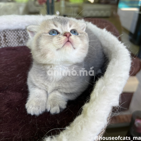 Animo - Scottish fold et straight 