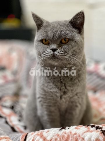 Animo - British shorthair et Scottish fold 