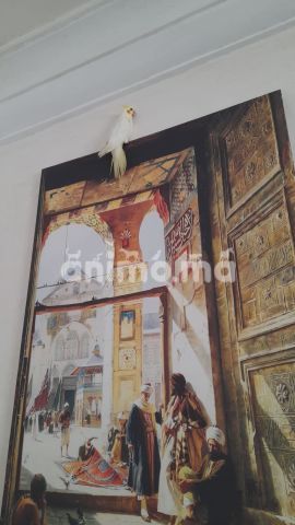 Animo - Vente calopssite lutino eam