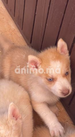 Animo - Husky Male 40 jrs