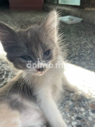 Animo - Chaton pour adoption