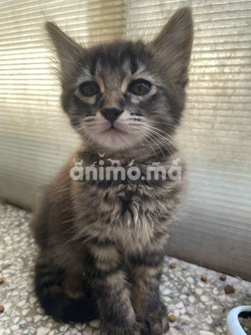 Animo - Chaton mignon a Casablanca Animo - Chaton mignon a Casablanca