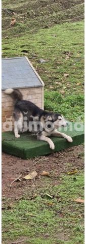 Animo - Husky à adopter 