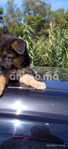 Animo - chiots berger allemand