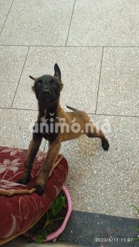 Animo - chiots malinois charbonnier