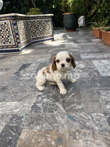 Animo - King Charles cavalier 