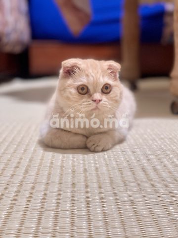 Animo - Male Scottish fold