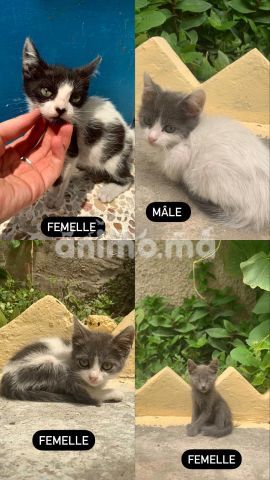 Animo - Chats pour adoption