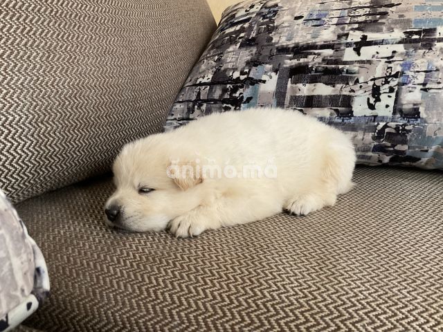 Animo -  Chiot Samoyed a vendre