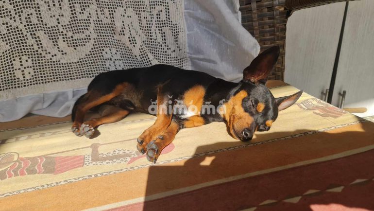 Animo - Pinscher nain