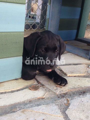 Animo - chiots labrador noir