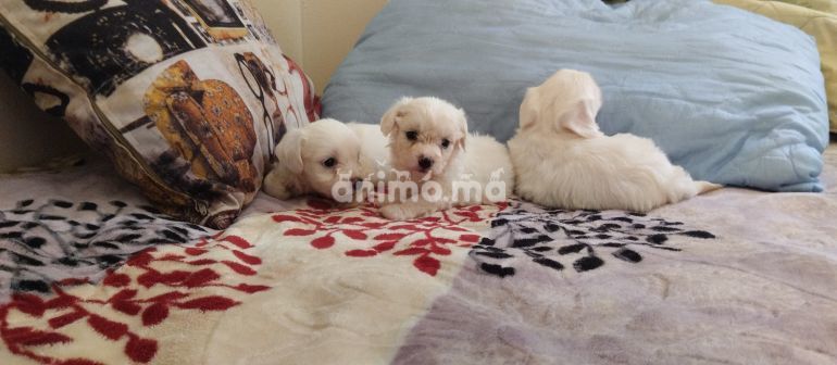 Animo - Bichon maltais naine 