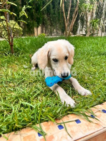 Animo - Golden retriever