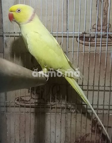 Animo - Vente deux mâles perruches à collier jaunes lutino (adultes)