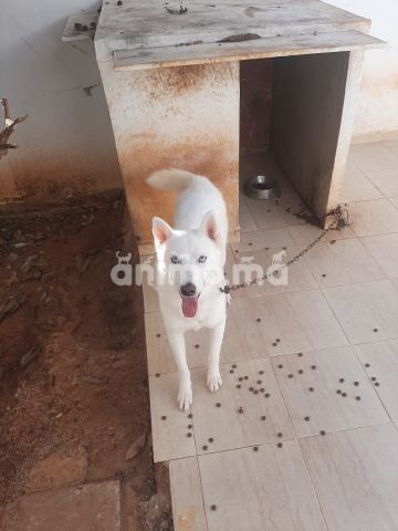 Animo - Chien husky pour adoption 