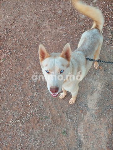 Animo - Husky Siberian pure race avec yeux hétérochrome bleus