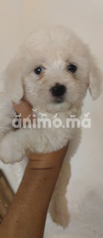 Animo - Bichon maltais toy 