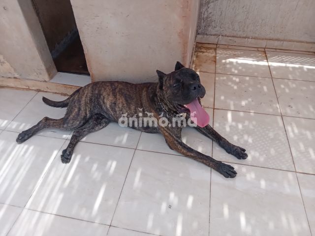 Animo - Presa Canario