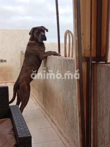 Animo - Cane Corso