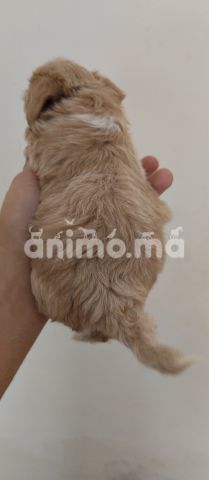 Animo - Bichon havanais 