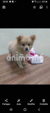 Animo - Vente spitz 2 mois 