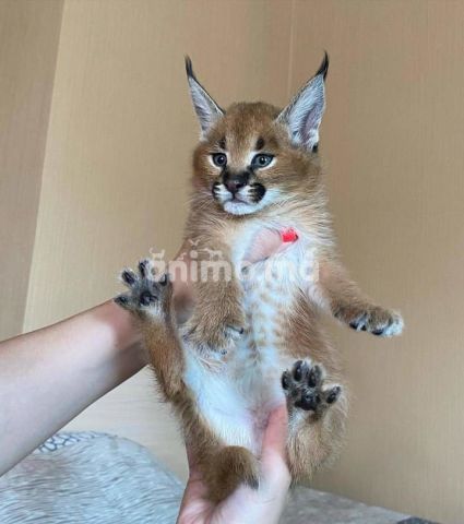 Animo - des chatons caracal  , Serval et savannah F1 disponible