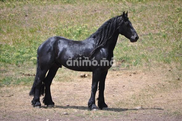 Animo - cheval frison pour débutants et novices