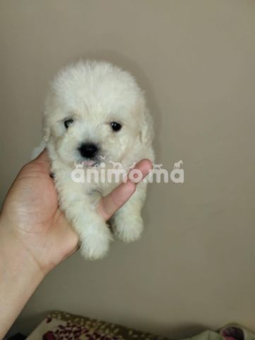 Animo - Bichon maltais nain 