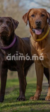 Animo - Tous types des races chiens a vendres