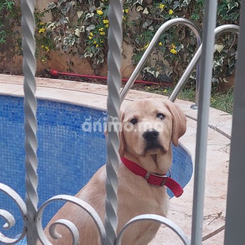 Animo - Labrador à adopter 