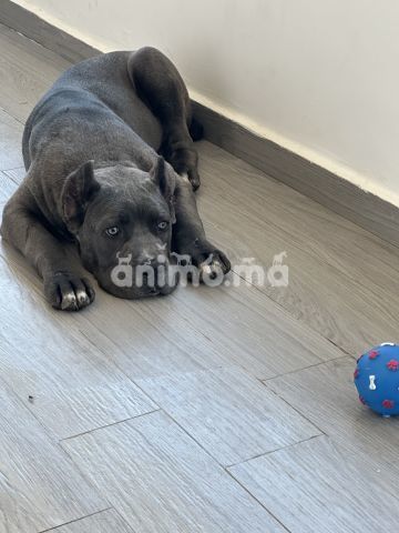 Animo - Cane corso 5 mois