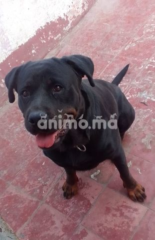 Animo - Rott femelle 
