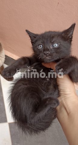 Animo - Chat noir femelle