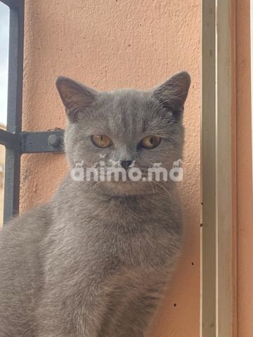 Animo - BRITISH SHORTHAIR FEMELLE 4mois 