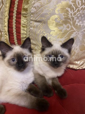Animo - 2 chattes siamois âgées de 4 mois
