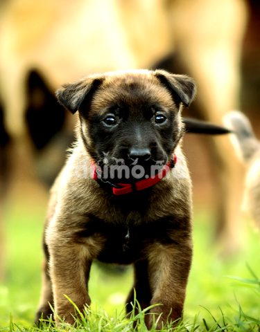 Animo - Chiot malinois charbonné 