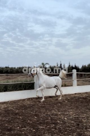 Animo - Étalon pour sang arabe