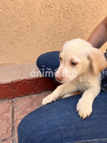 Animo - Labrador femelle Pedigree disponibles