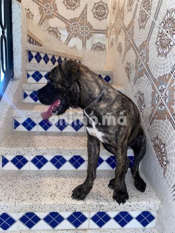 Animo - cane corso