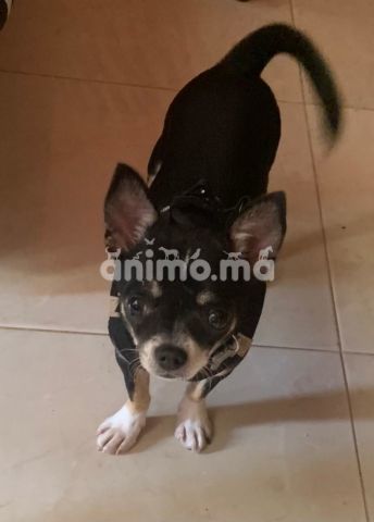 Animo - chihuahua toy